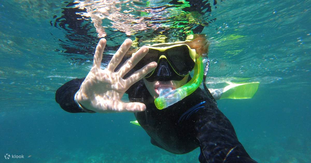 Manly Snorkel Tour With Guided Walking Tour by Ecotreasures in Sydney